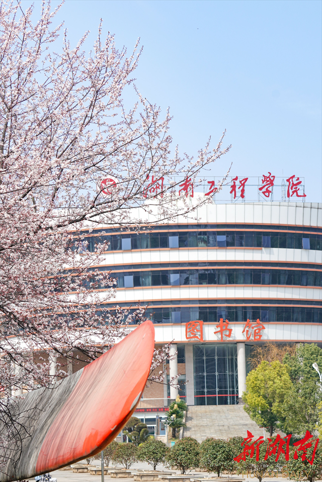 球探体育足球紫叶李花开惹人醉