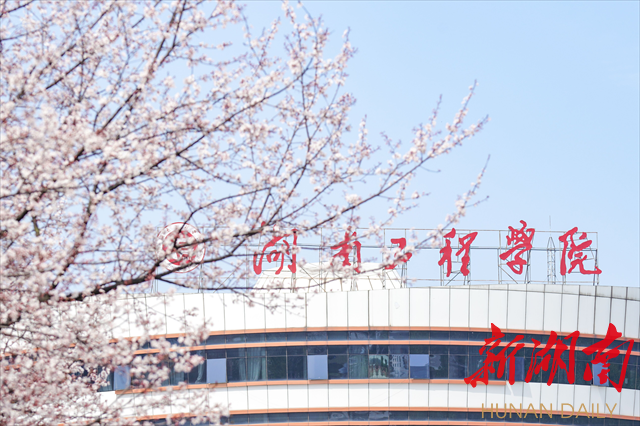 球探体育足球紫叶李花开惹人醉